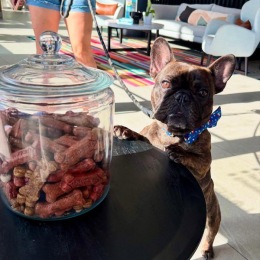 a dog looking at dog treats in a jar